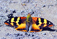 The golden emperor, a rare species of butterfly that was spotted near Sundernagar recently