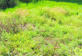 Waste water stagnates outside the ESI hospital in Amritsar