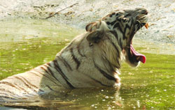 A LAZY AFTERNOON. Tribune photo: Manas Ranjan Bhui