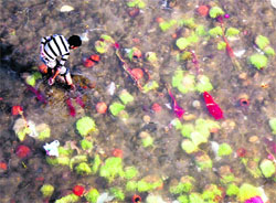 A man searches for coins in the Tawi following the immersion of saankh (barley sprouts) by devotees in Jammu on Sunday.