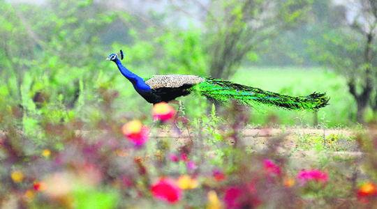A peacock basks in the warm sun in the fields of Punjab Agricultural University in Ludhiana.
