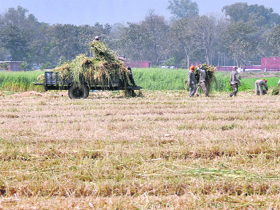 Farmers harvest crops at PAU fields in preparation of Baisakhi.