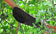 A beehive hanging from a tree on the road in Chandigarh. 