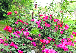 Delightful: Roses in full bloom at Punjab Agricultural University, Ludhiana