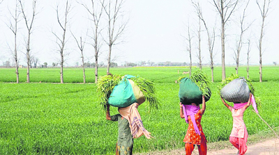Women carry fodder for their cattle on the Patiala-Rajpura road. 