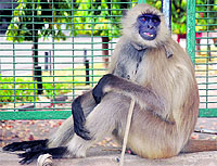 Manu, a langur hired by the Chandigarh Administration, sits outside the UT Secretariat wall in Chandigarh on Tuesday