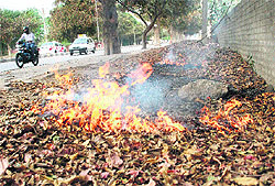 Leaving being burnt beside the road separating Sector 31 and 32 in Chandigarh on Tuesday