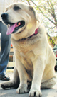Dhoni, the police dog