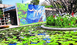 Lotus flowers in full bloom at the Government College for Arts, Sector 10, Chandigarh.