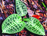 A jewel orchid