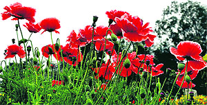 Flowers in full bloom at a garden on the campus of the Art, Language and Culture Academy in Jammu