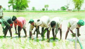 The state govt has also told the farmers not to transplant paddy before June 10