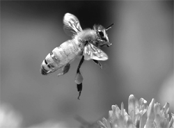 A UN report last year said that a phenomenon known as Colony Collapse Disorder that had seen the number of honey bee colonies in Europe and the US plummet since the 1960s had become a global problem.