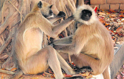 Two langurs hired bvy the Chandigarh Administration to tackle the monkey menace at the UT Secretariat, Sector 9, Chandigarh.