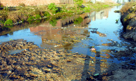 The polluted Kala Sanghian drain in Jalandhar.