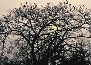 Birds settle atop a tree as the sun sets in Ludhiana on Friday.