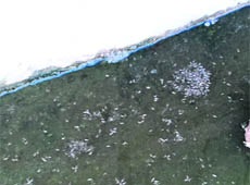 Mosquitoes breed in stagnant water in an open drain at Doraha. 