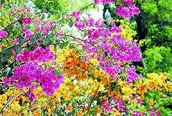 As the sun shines bright, the flower beds and shrubs are also blooming. This bougainvillea climber on the premises of the Civil Hospital in Bathinda makes for a pretty picture
