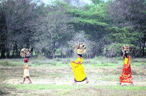 Women carry baskets of cow dung cakes used as fuel in rural areas on the outskirts of Jammu.
