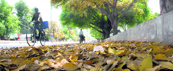 As summer sets in, dry leaves fallen from trees cover the roadsides near Guru Nanak Mission Chowk in Jalandhar.