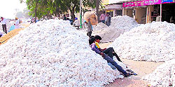 The cotton arrival in Bathinda market has registered a sudden increase these days