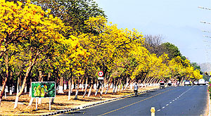 Tabebuia Argentea trees cast a spell on a Sector 10 road in Chandigarh on Sunday