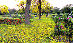 A yellow carpet of amaltas at the Rose Garden in Chandigarh on Sunday
