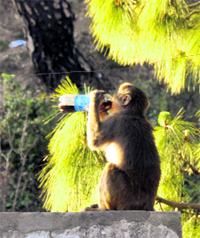 A monkey enjoys a cold drink near the Vaishno Devi shrine on Sunday.