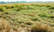A flattened wheat crop in a field on the Bathinda-Malout road after storm lashed the area on Sunday night. 