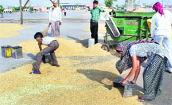 Labourers dry wheat at the Rajpura grain market.