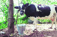 A Holstein Frisian cow at a Punjab dairy farm