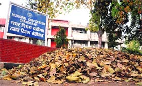Heaps of dry leaves lie in the parking at the entrance to the office of the municipal corporation at Sector 17 of Chandigarh on Tuesday