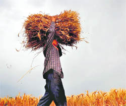 A man saves his wheat produce from rain near Ludhiana