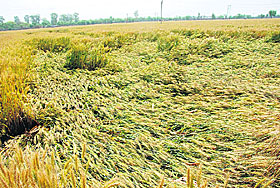A damaged wheat crop field on the Bathinda-Malout road. 