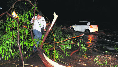 A pedestrian tries to make his way through broken branches of a tree near the Tribune roundabout following heavy rain and dust storm in Chandigarh on Wednesday. 