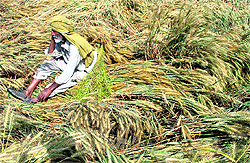 A devastated farmer amid his flattened crop in a village in Patiala on Wednesday