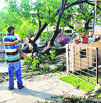 A view of the tree which fell in Sector 4, Panchkula, damaging an electricity pole