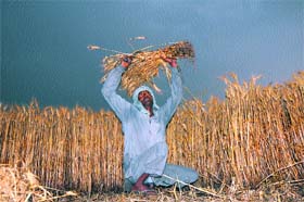 A farmer harvests wheat crop in his field near Sekhupura village in Karnal