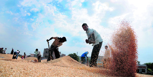 Workers busy cleaning wheat at the new grain market in Karnal. 