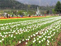 The Tulip Garden in the foothills of the Zabarwan mountains in Srinagar.