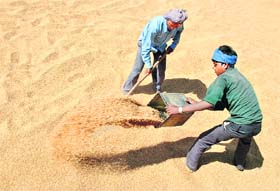 Workers dry wheat in Patiala