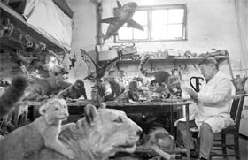 An employee checks a specimen of a squirrel monkey at an animal specimen factory in Fuzhou, Fujian province