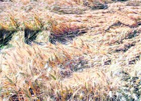 Damaged wheat crop due to high-velocity winds at Binjal village near Raikot