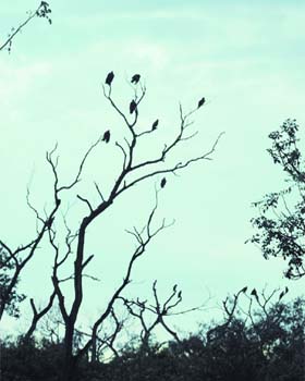 Birds have made an old tree in Ludhiana their home
