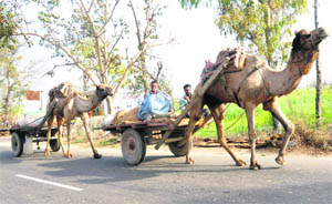 Camels are still in use for transportation in Bhawanigarh near Patiala.