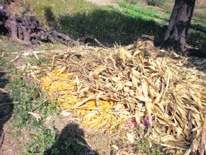 Golden corn drying under a pile of straw in Udaipur district
