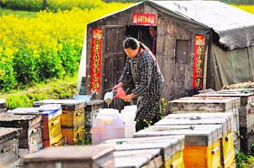 A Chinese farmer tends to bees producing honey to supplement their income at a farm in Hefei, east China's Anhui province, on Sunday