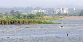 Wild growth of increasing land mass that is eating into the storage capacity of Sukhna Lake.