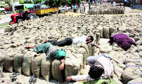 Labourers take rest after loading wheat into bags in the grain market in Rohtak on Saturday.