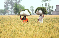 Villagers at work in wheat fields on the outskirts of Jammu. 